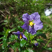 solanum parishii
